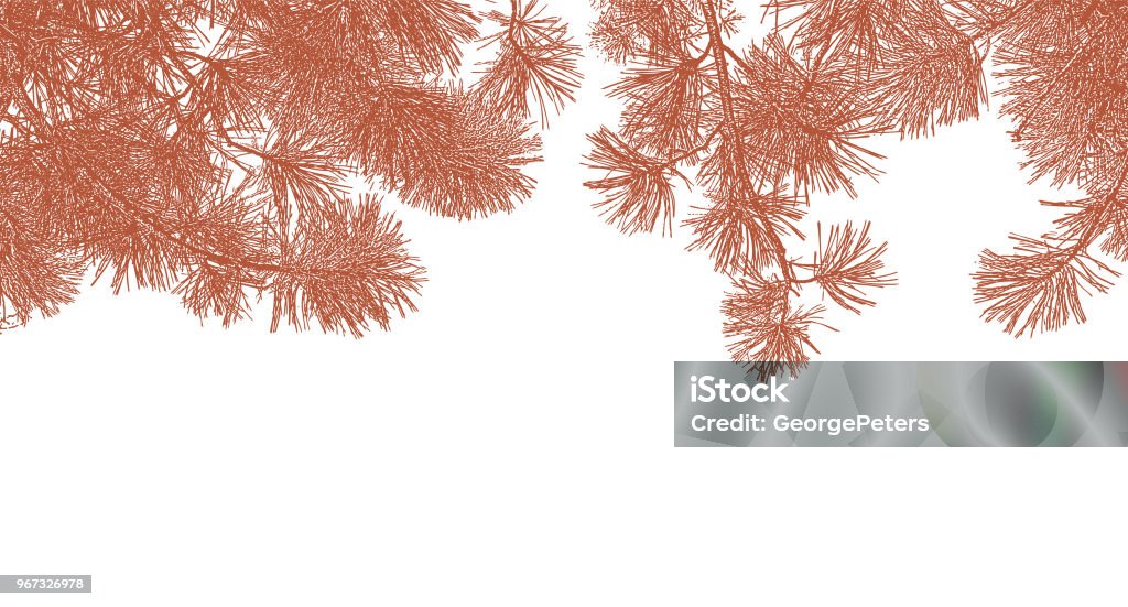Ponderosa Pine branches background Pen and ink illustration of Ponderosa Pine branches background Line Art stock vector