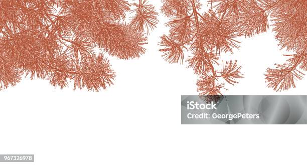 Ponderosa Pine Branches Background Stock Illustration - Download Image Now - Line Art, Ponderosa Pine Tree, Beauty In Nature