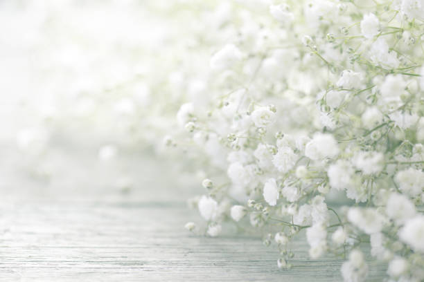 istock beautiful flowers Gypsophila 967327080