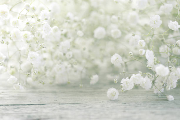 beautiful flowers Gypsophila