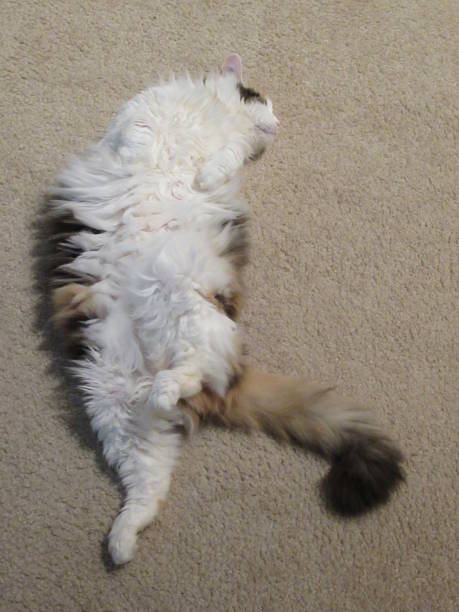 istock Lazy Fluffy Cat on Carpeting 967327386