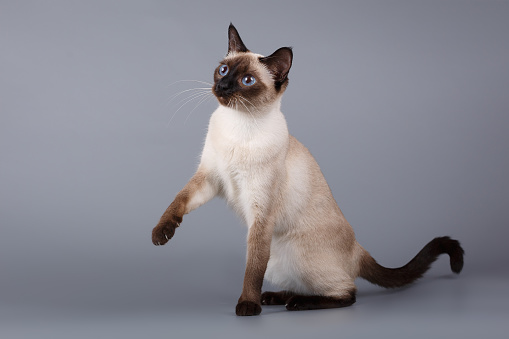 A Siamese cat walks around a studio set with a white background, as she poses for a portrait.  She has her ears perked up and appears curious.