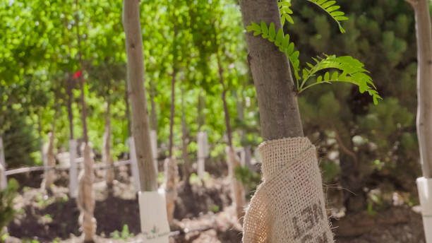 istock Row of trees in local garden center. 967329604