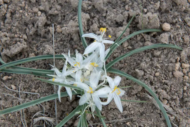 Sand lily is a wildflower that is shown here in its native habitat in Central Oregon