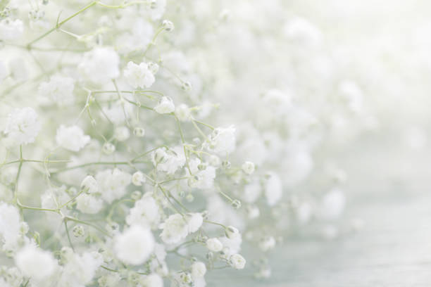 istock beautiful flowers Gypsophila 967329942
