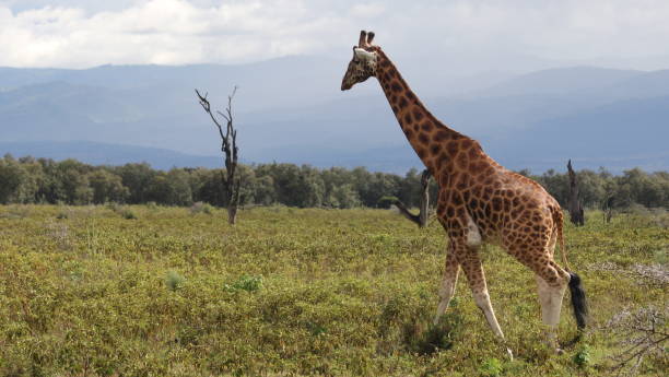 istock Giraffe walking over the savannah 967329946