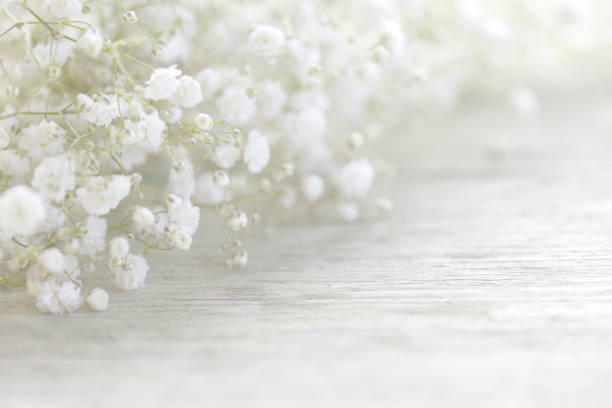 istock beautiful flowers Gypsophila 967332438