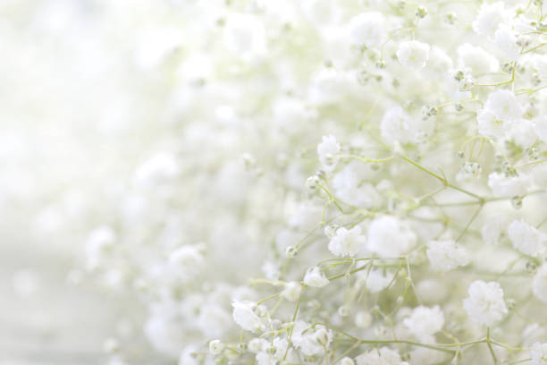 istock beautiful flowers Gypsophila 967332604