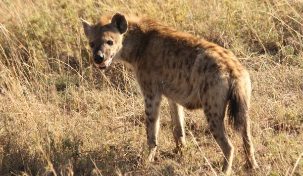 giovane iena nella savana africana - portrait spotted hyena field africa foto e immagini stock