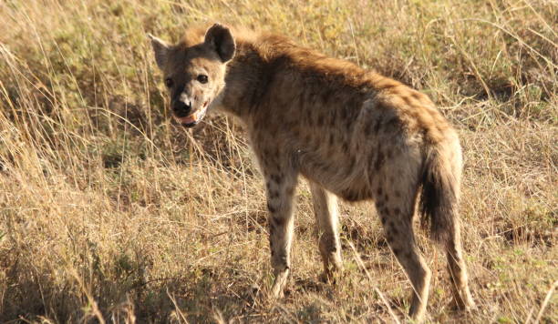 młoda hiena na afrykańskiej sawannie - portrait spotted hyena field africa zdjęcia i obrazy z banku zdjęć