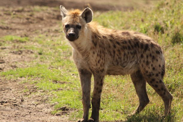 giovane iena nella savana africana - portrait spotted hyena field africa foto e immagini stock