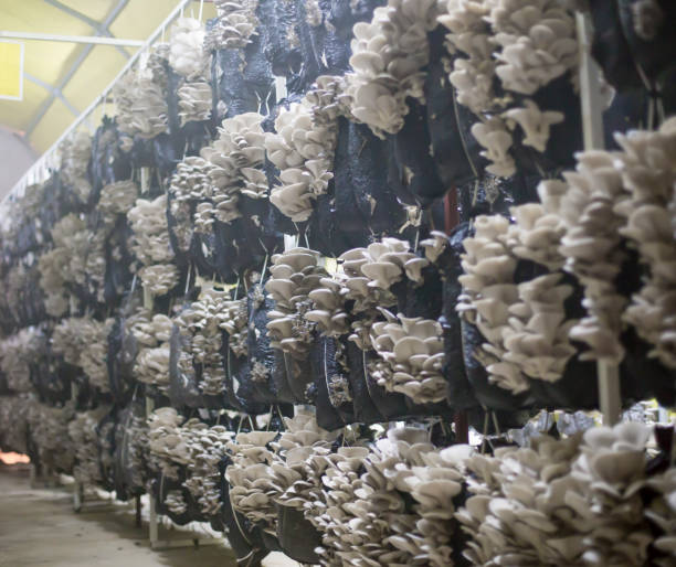 Harvesting oyster mushrooms