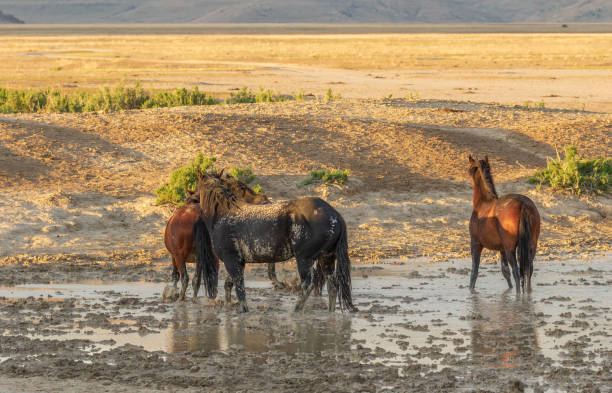 istock Wild Horses at a Muddy Waterhole in the Desert 967334944