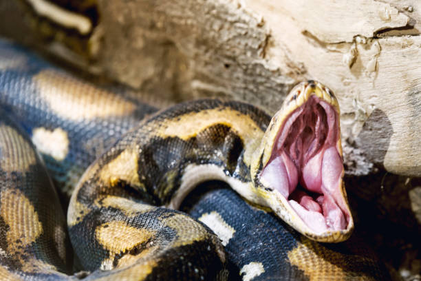 Opened mouth Python. Opened mouth Python snake close up shot in a zoo. Boa stock pictures, royalty-free photos & images