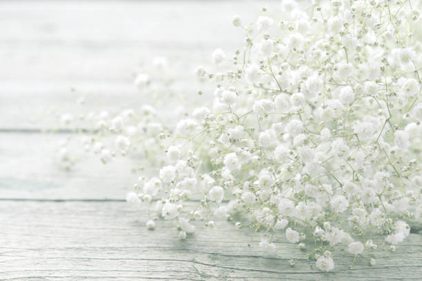 istock beautiful flowers Gypsophila 967335230