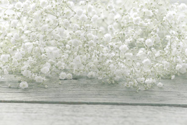 istock beautiful flowers Gypsophila 967335328