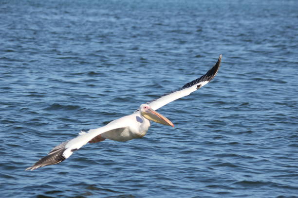 istock Pelican flying over the ocean 967335400