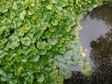 Water Lilies that have grown in a local lake within a British public nature park.