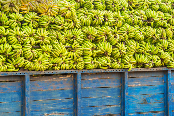 enorme carga de plátanos en un camión, congo - banana plantation green tree fotografías e imágenes de stock