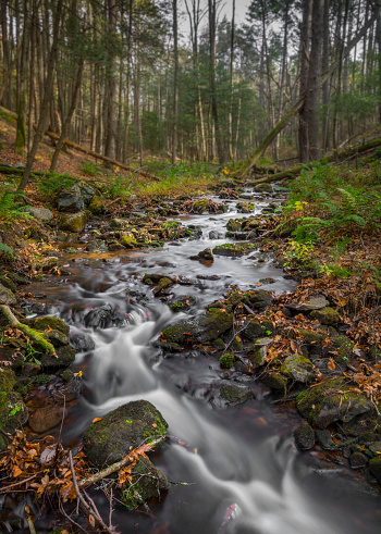 Stream running through Tillman Ravine surrounded by vegetation