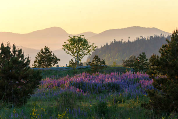 istock lupine blooming on iona park 967348422