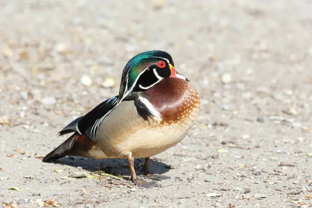 male woodduck bird at Vancouver BC Canada