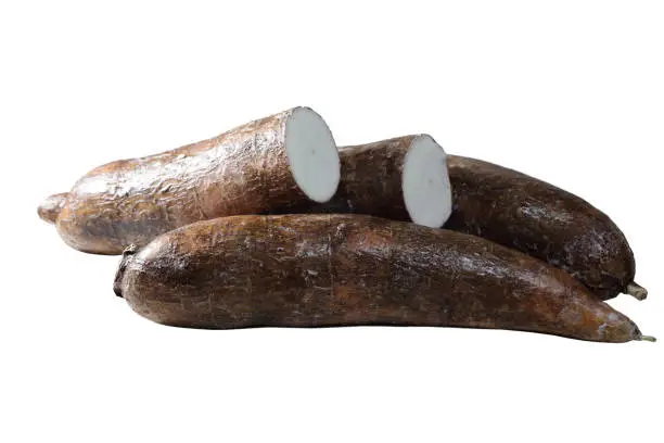 Cassava Yuca Roots isolated on white background