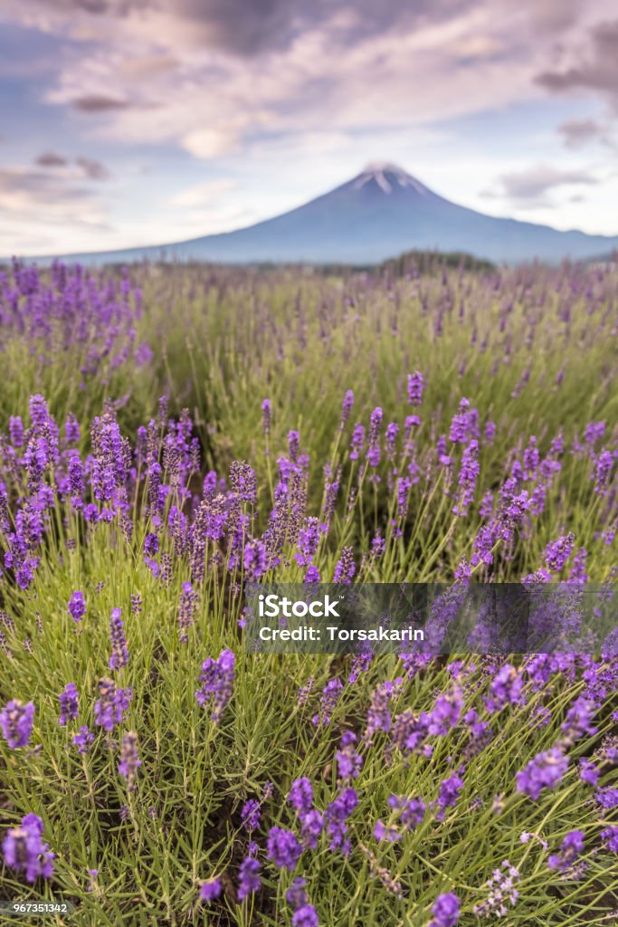 Mountain Fuji View of Mountain Fuji and lavender fields in summer season at Lake kawaguchiko Agricultural Field Stock Photo