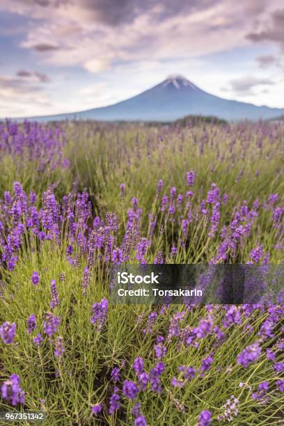 Mountain Fuji Stock Photo - Download Image Now - Agricultural Field, Asia, Awe