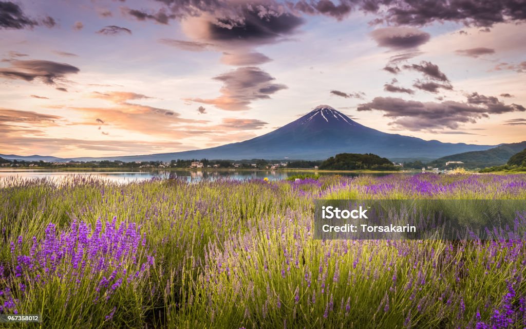 Mountain Fuji View of Mountain Fuji and lavender fields in summer season at Lake kawaguchiko Japan Stock Photo