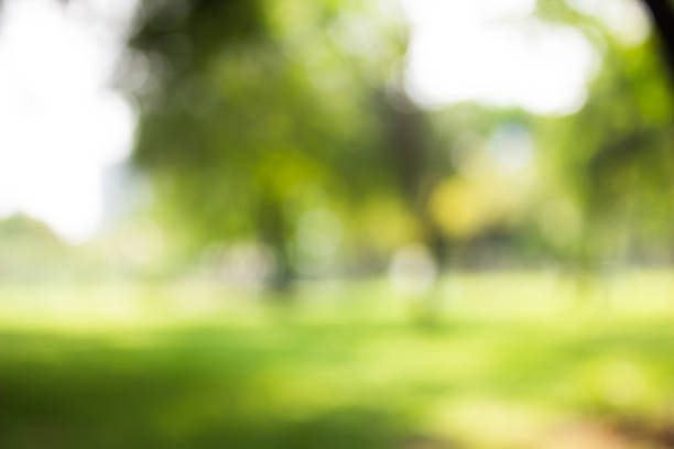 istock green blurred backdrop of nature, circle light wallpaper, white bokeh background 967381220