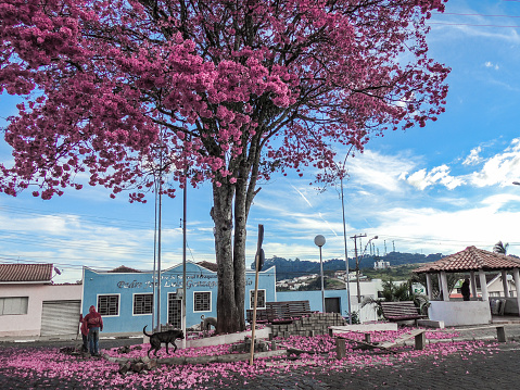 A pink ype tree in a town square with fallen petals on the ground, and citizens on the street, in the rural city of Nova Resende, in Minas Gerais state, Brazil.