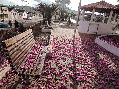 A pink ype tree in a town square with fallen petals on the ground, and citizens on the street, in the rural city of Nova Resende, in Minas Gerais state, Brazil.