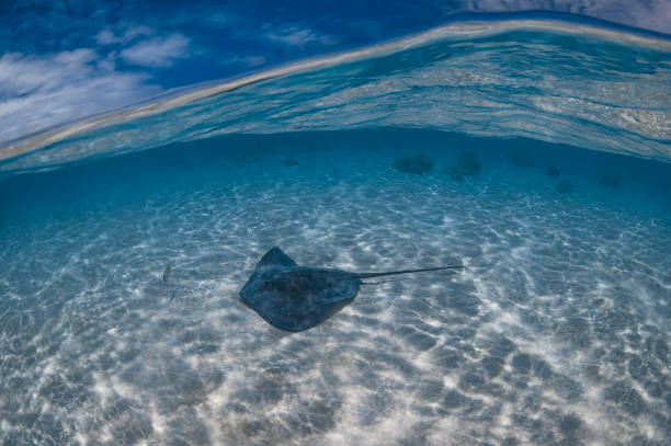 istock Pink whipray (Himantura fai) - French Polynesia 967429328
