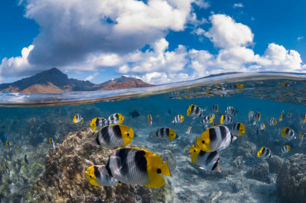 istock Huahine island - French Polynesia 967429418