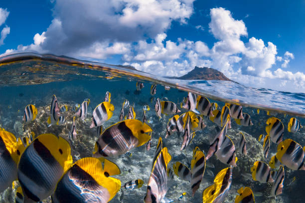 istock Huahine island - French Polynesia 967430018