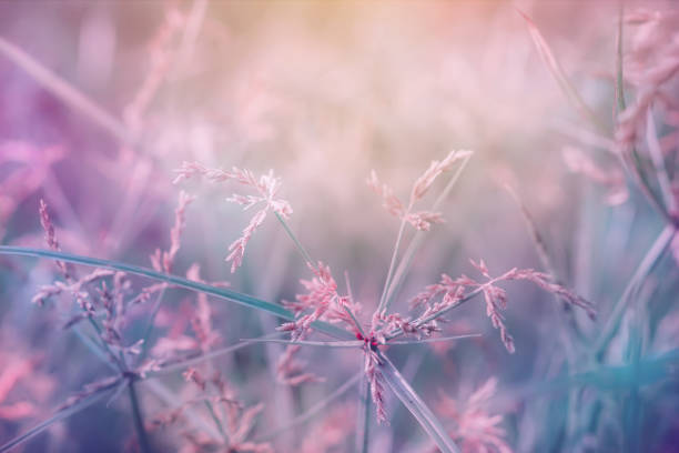 istock grass flower meadow in soft pink with beautiful sunlight 967434654