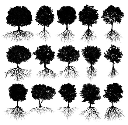 collection of big tree silhouettes with root isolated on a white background