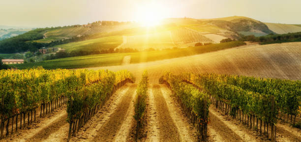 paisagem de vinhedo na toscana, itália. - vineyard napa valley agriculture sunset - fotografias e filmes do acervo