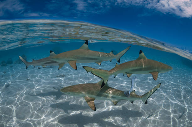 blacktip shark (carcharhinus limbatus) - french polynesia - tropical fish saltwater fish butterflyfish fish imagens e fotografias de stock