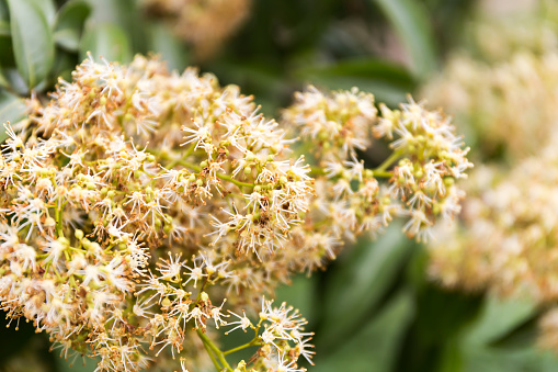 Spring blooming lychee flower