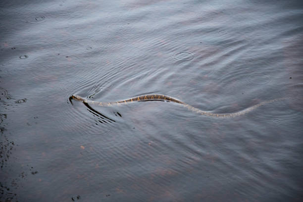 istock snake in the water 967460710