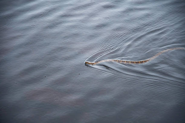 istock snake in the water 967460916