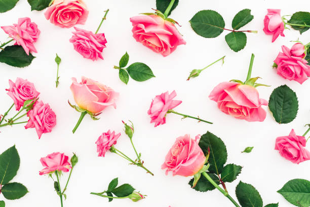 istock Floral pattern with pink roses, petals and leaves on white background. Flat lay, top view. 967463396