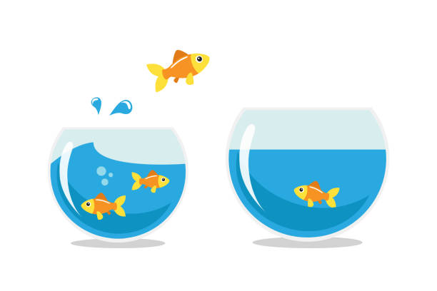 Golden fish jumping Golden fish jumping to other fishbowl. Isolated vector illustration. goldfish bowl stock illustrations