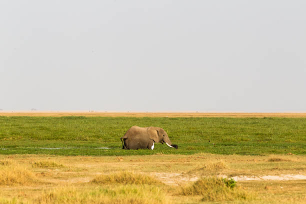 istock A swamp elephant from Amboseli. Kenya, Africa 967479936