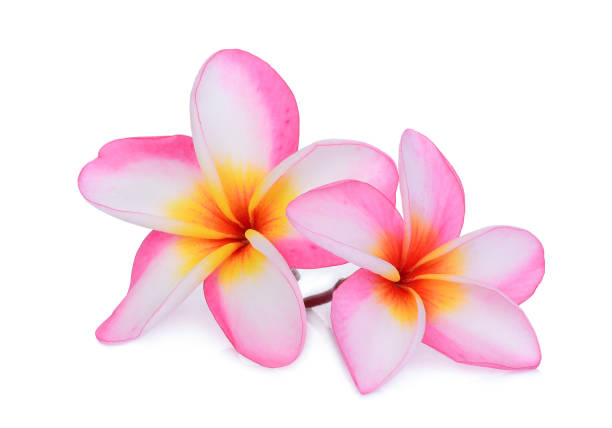 istock pink frangipani flower isolated white background 967490834