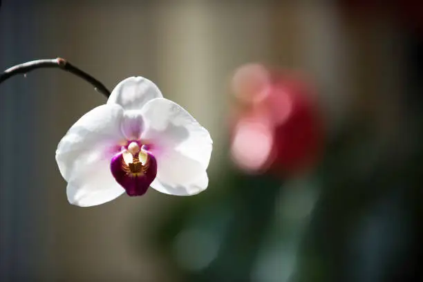 Photo of phalaenopsis orchid