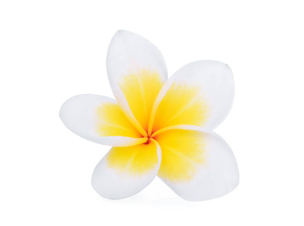 istock single white frangipani (plumeria) flower isolated on white background 967494924