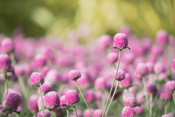 ガーデン グローブ アマランスの花頭 - globe amaranth ストックフォトと画像